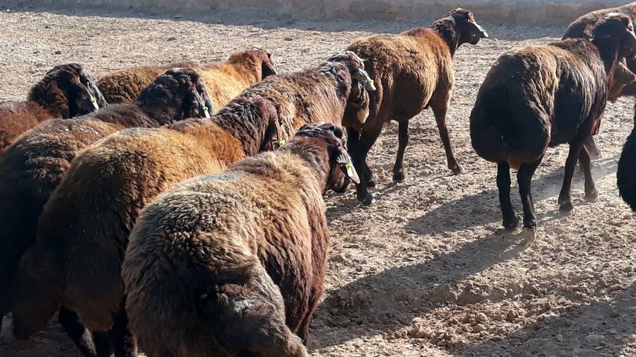 ایجاد  24 جایگاه عرضه بهداشتی دام در پایتخت برای عید قربان