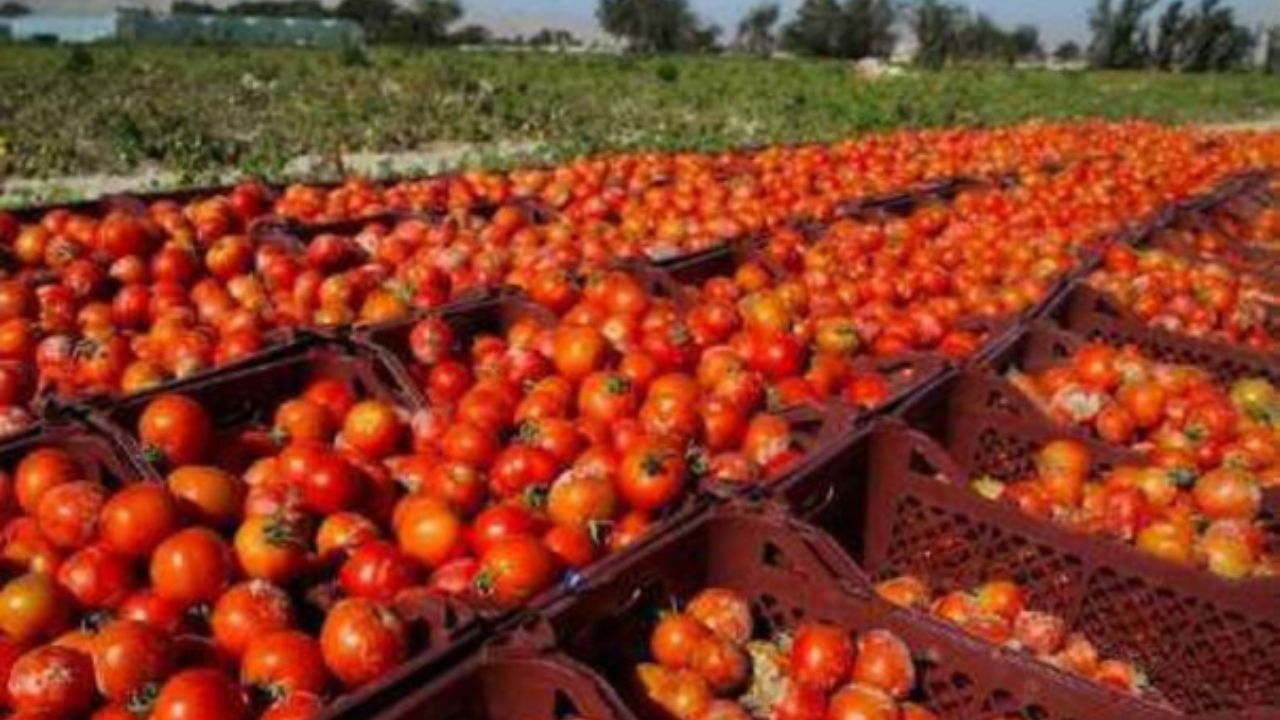 آغاز خرید توافقی گوجه فرنگی در 8 استان/ توافق تعاون روستایی با بانک قرض‌الحسنه مهر برای اختصاص وام ارزان به کشاورزان