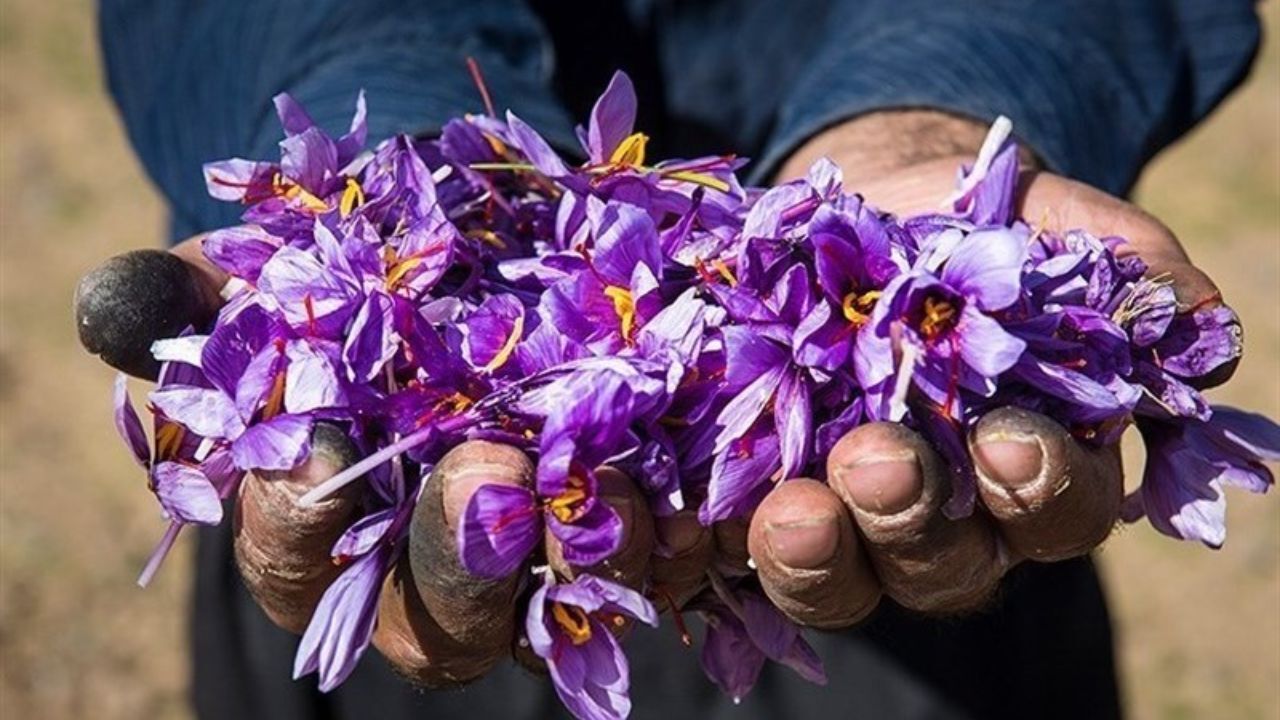 بازار طلای سرخ در سکوت به سر می‌برد / حداکثر قیمت هر کیلو زعفران 12 میلیون تومان