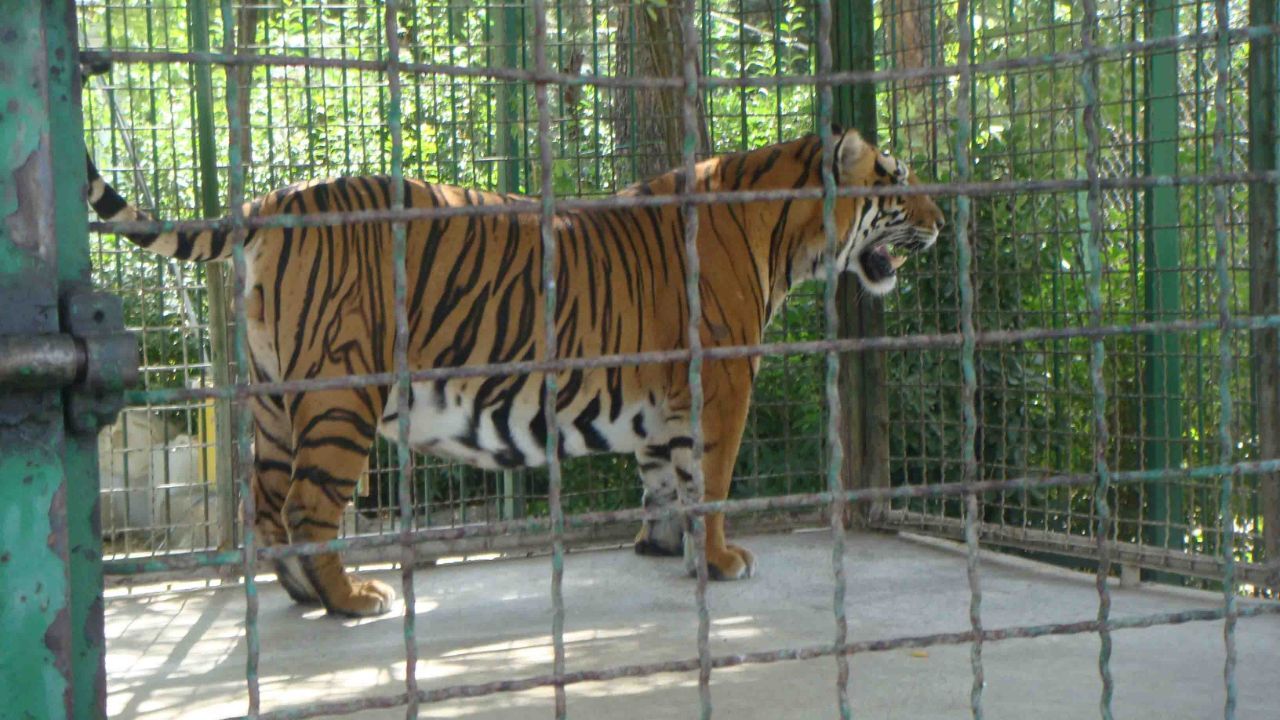مرگ توله‌ببرها در باغ وحش متعفن مشهد