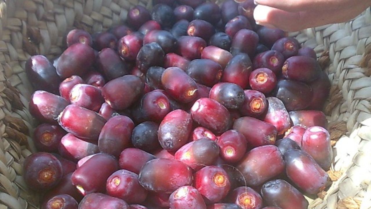 کشت خرما نیازمند الگوی واقعی کشت/ قیمت خرما تا محرم ارزان می‌شود