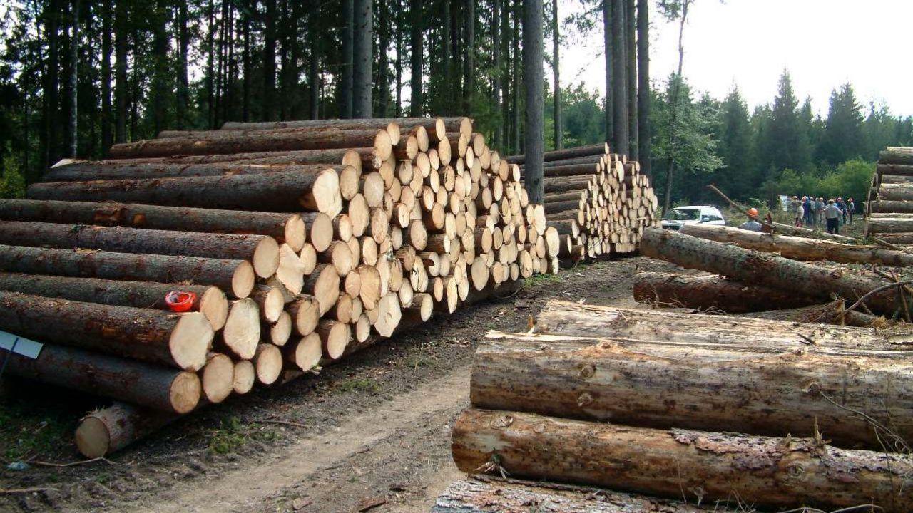 قاتلان چوب‌ها دوباره به جنگل برمی‌گردند؟