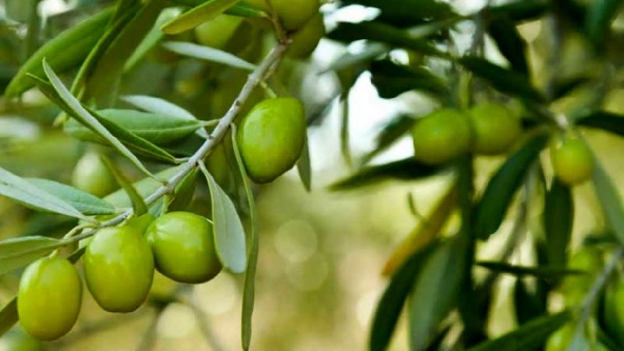 باغداران ازبرداشت زیتون جهت کنسرو خودداری کنند