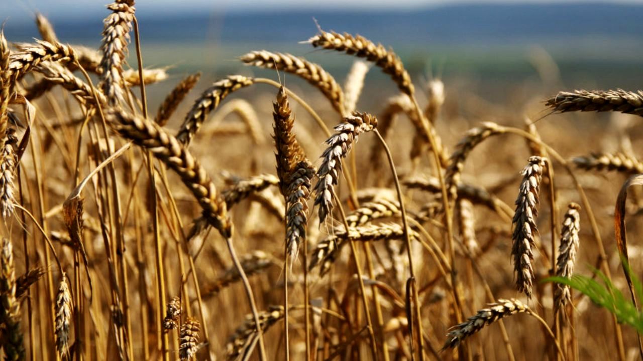 آخرین جزئیات آلودگی گندم تولید داخل و وجود ناخالصی در آن/موضوع آلوده کردن گندم به شن و خاک، تنها بهانه‌ای برای واردات است