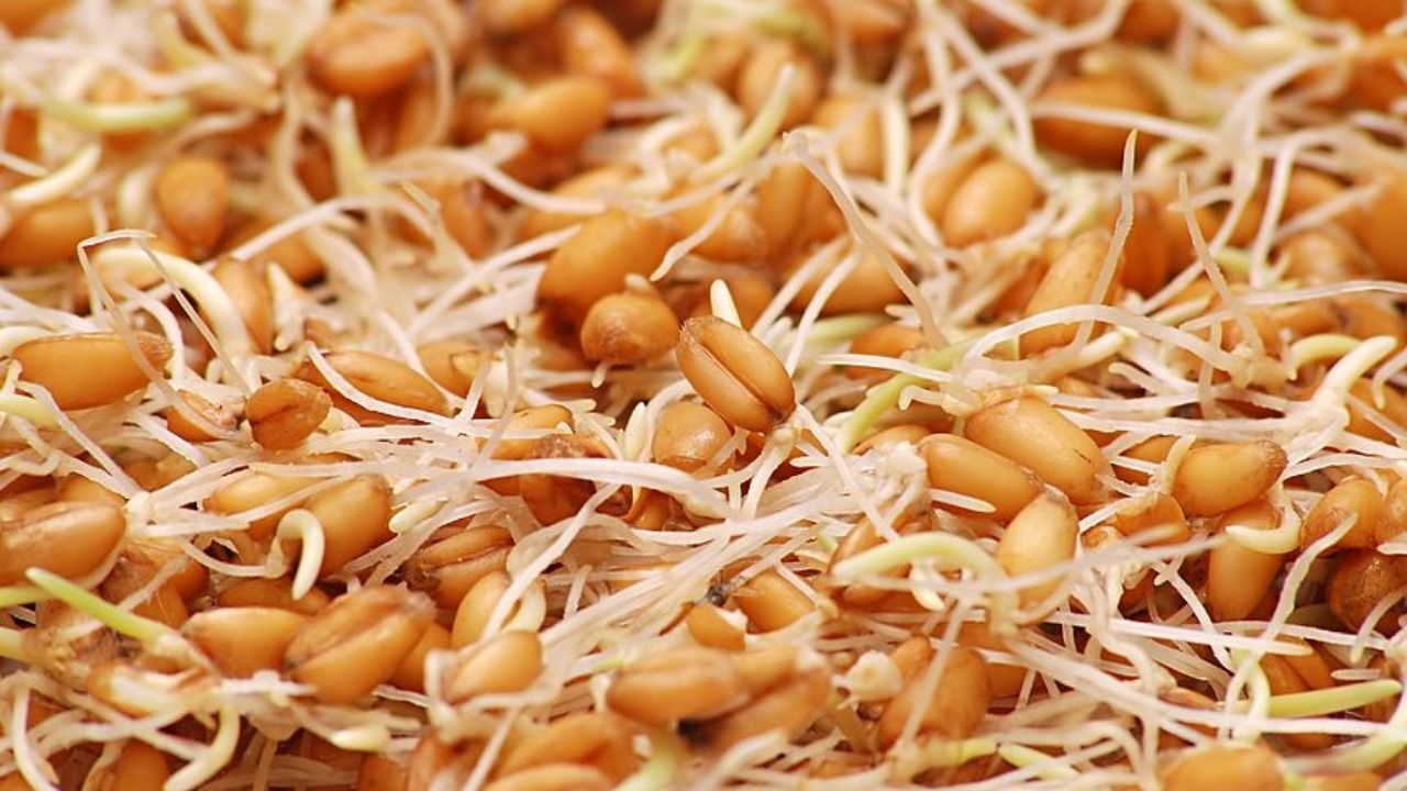 راهکاری برای جلوگیری از حذف جنین گندم در فرآیند آسیابانی