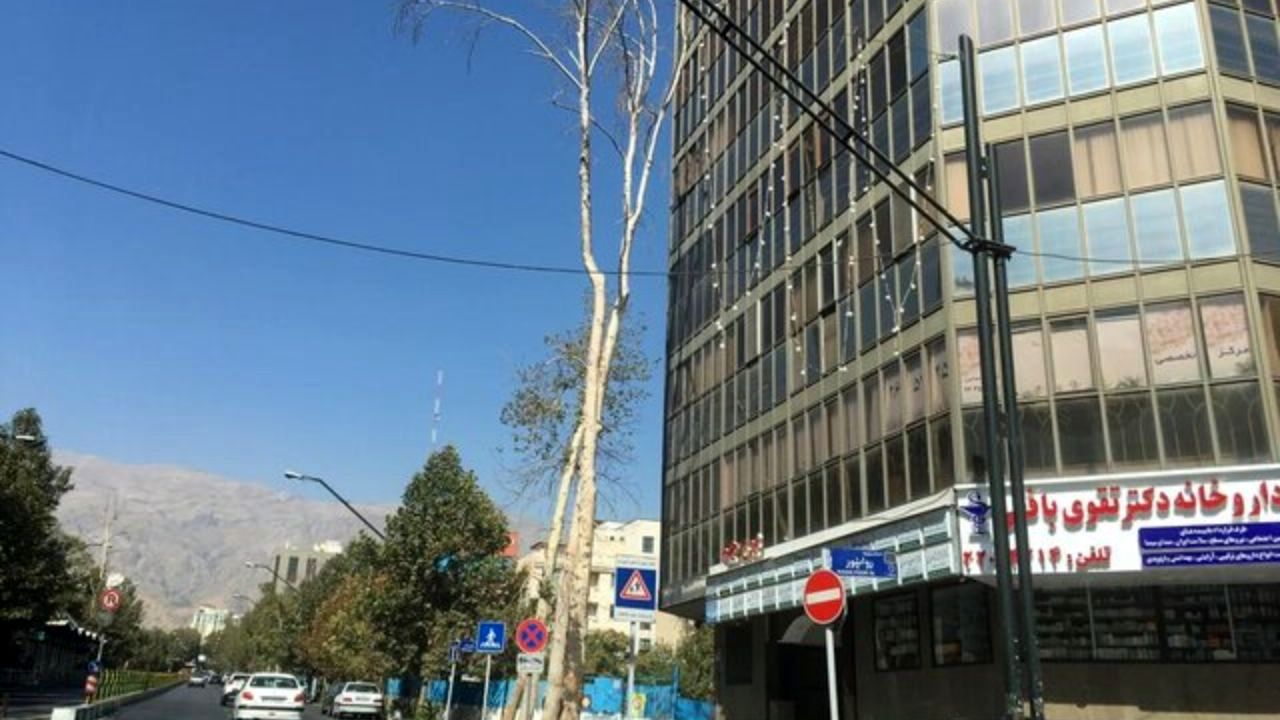 محیط زیست به موضوع خشک شدن چنارهای خیابان ولیعصر ورود کرد