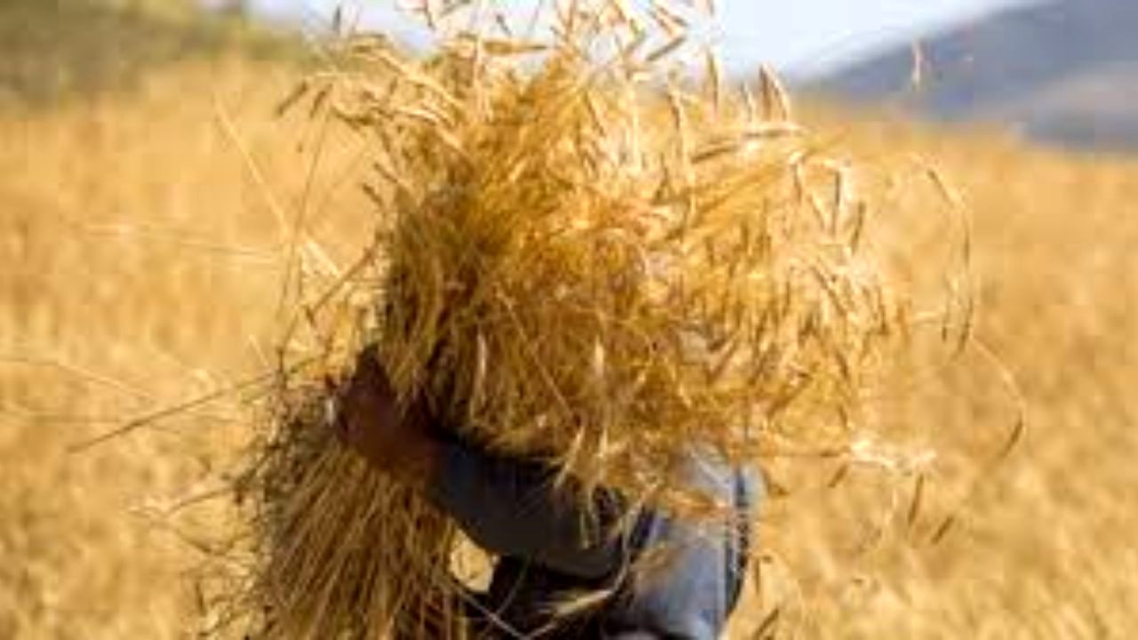 قول مجلسی‌ها برای افزایش قیمت خرید گندم/ ارسال نامه به وزارت کشور برای تجمع اعتراضی گندمکاران در مقابل مجلس