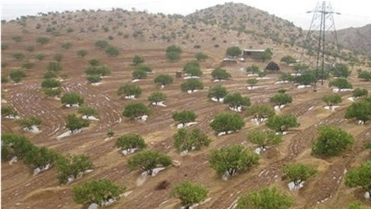 اقدامات جنگل‌کاری و ایجاد پوشش گیاهی باید با توجه به شرایط اقلیمی صورت گیرد