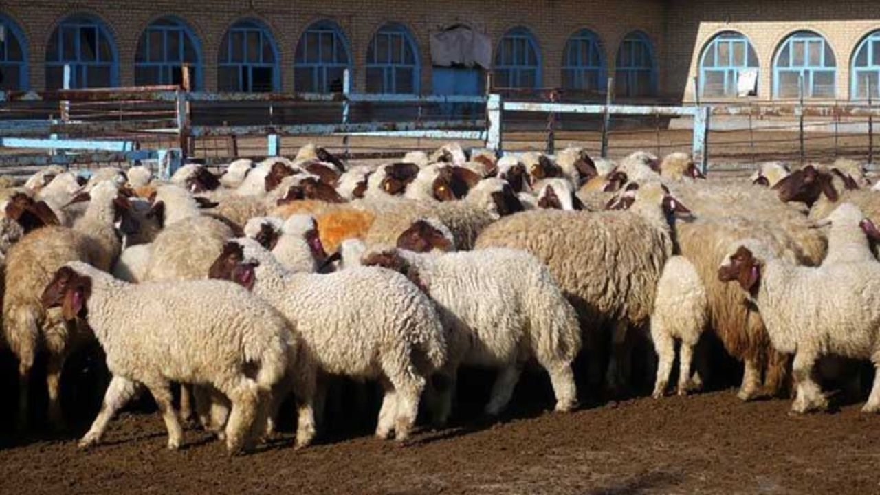 صادرت دام زنده در برابر واردت گوشت قرمز ارزان