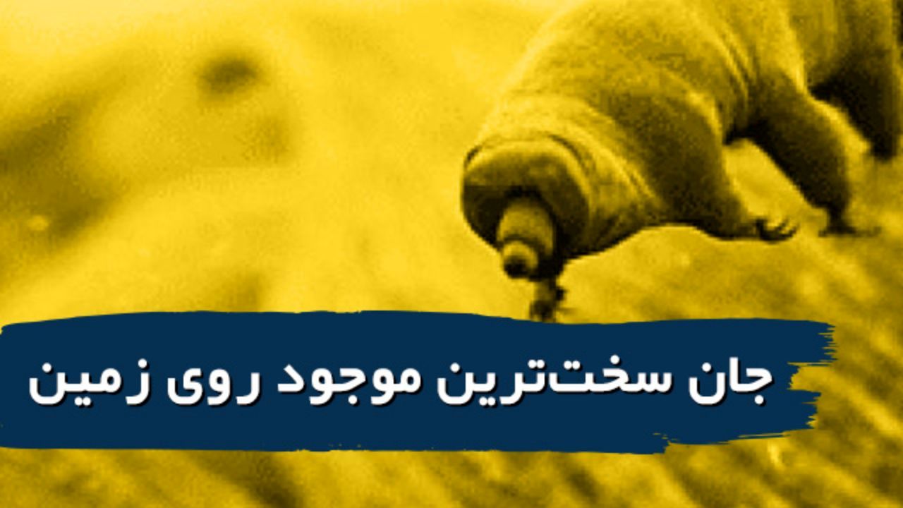 با جان‌سخت‌ترین موجود زمینی آشنا شوید + ویدئو