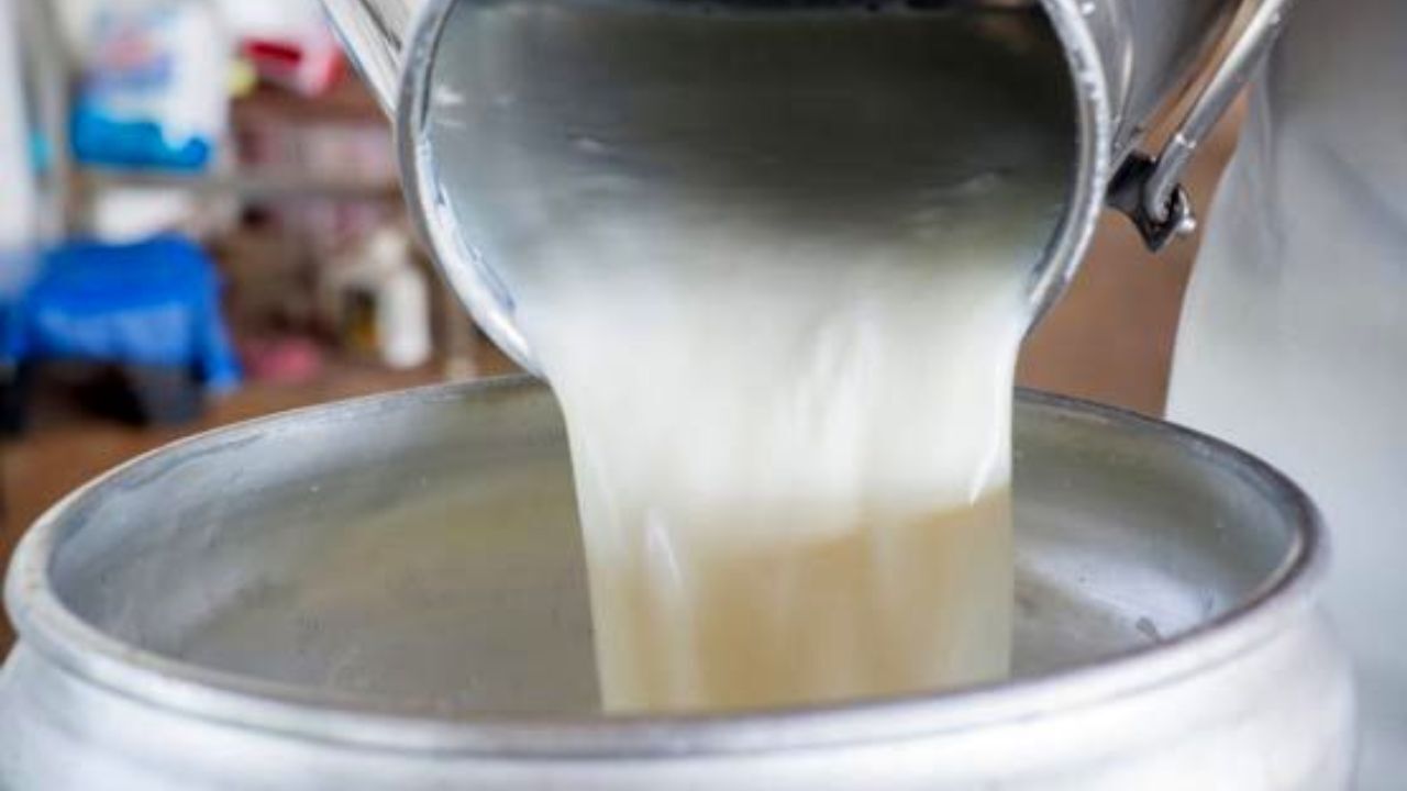 خودداری دامداران از عرضه شیر به کارخانجات/احتمال آزادسازی صادرات شیرخشک