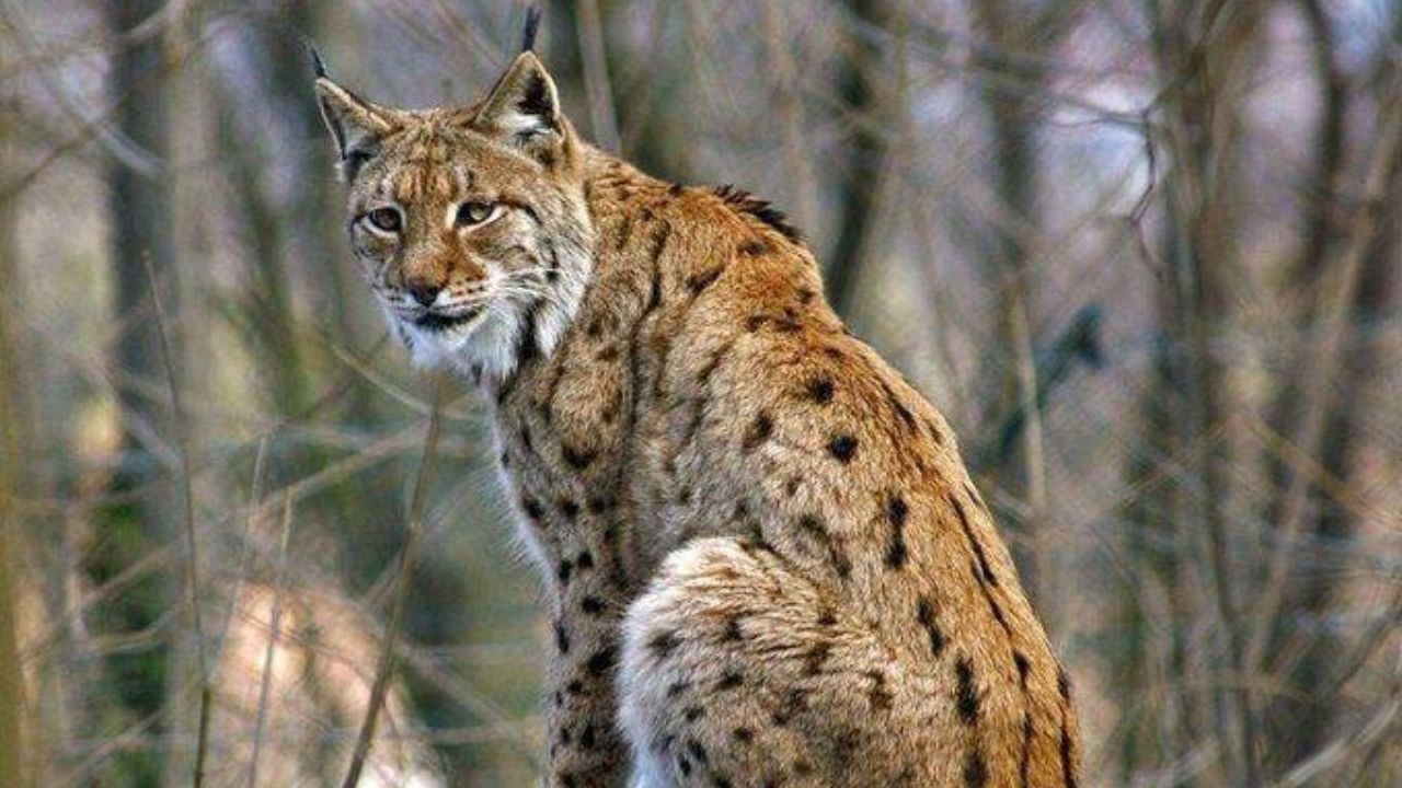 سیاه‌گوش به خاطر پوستش شکار می‌شود