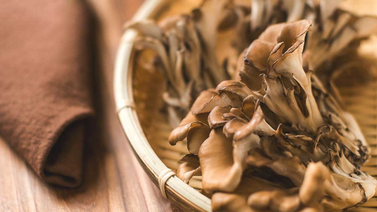 سیستم ایمنی بدن با مصرف عصاره برخی قارچ‌ها تقویت می‌شود