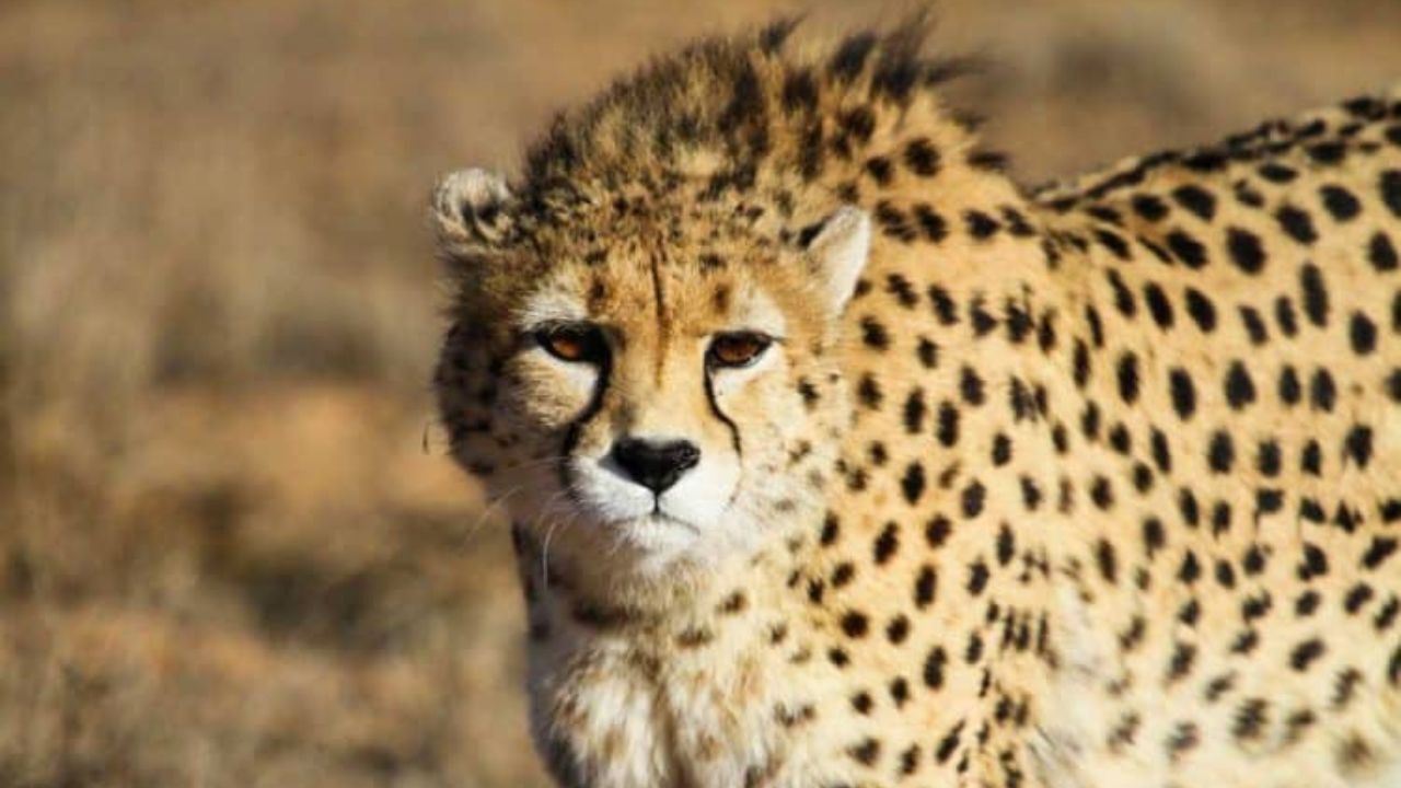 غیر از خودِ یوز، زیستگاه‌های این حیوان هم اهمیت دارد