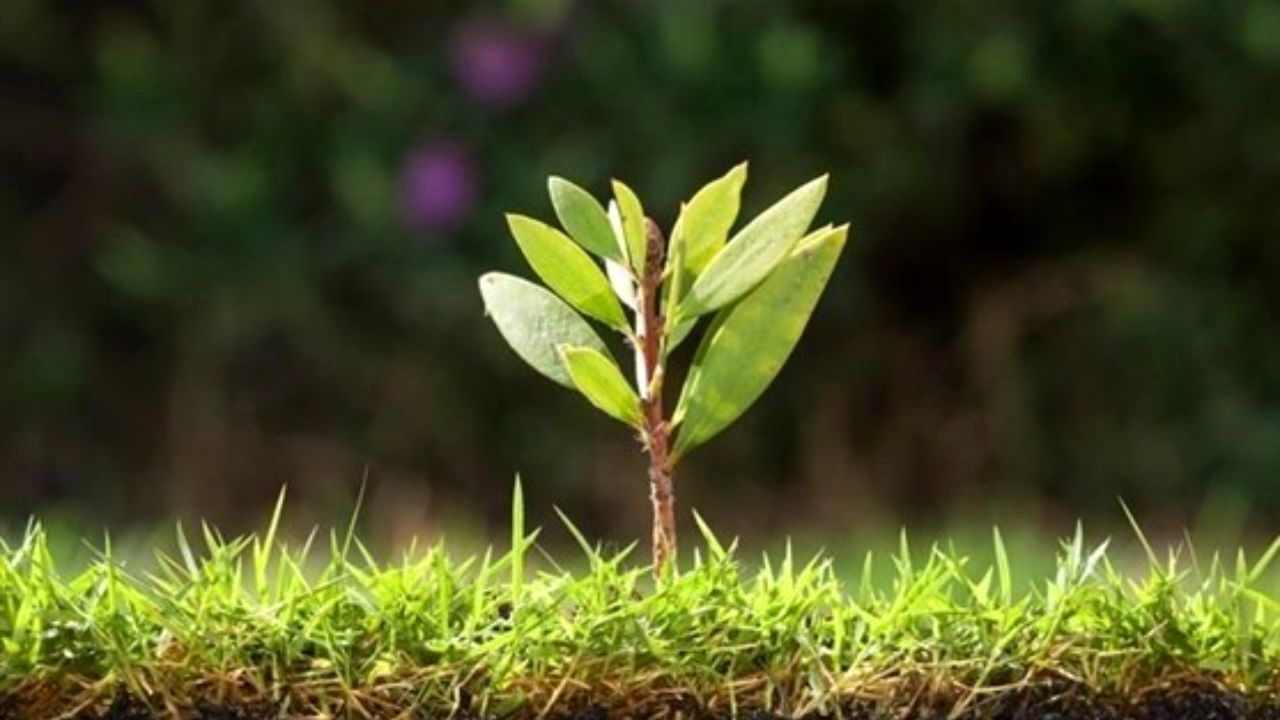 مستند ناجی بیماران قلبی ساخته شد/ تولیدی بومی که با نمونه‌های خارجی رقابت می‌کند
