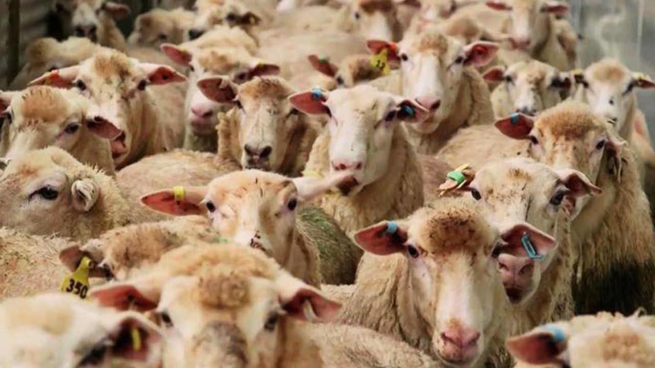 دامداران مراقب شیوع بیماری تب برفکی باشند