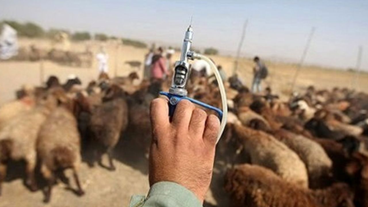 دامداران مراقب شیوع بیماری تب برفکی باشند