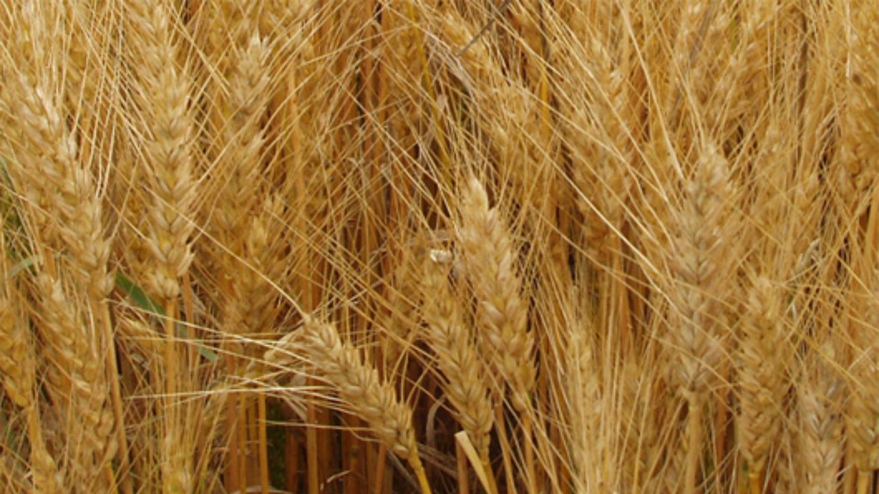 تاثیر افزایش دی اکسید کربن هوا بر رشد گیاه گندم