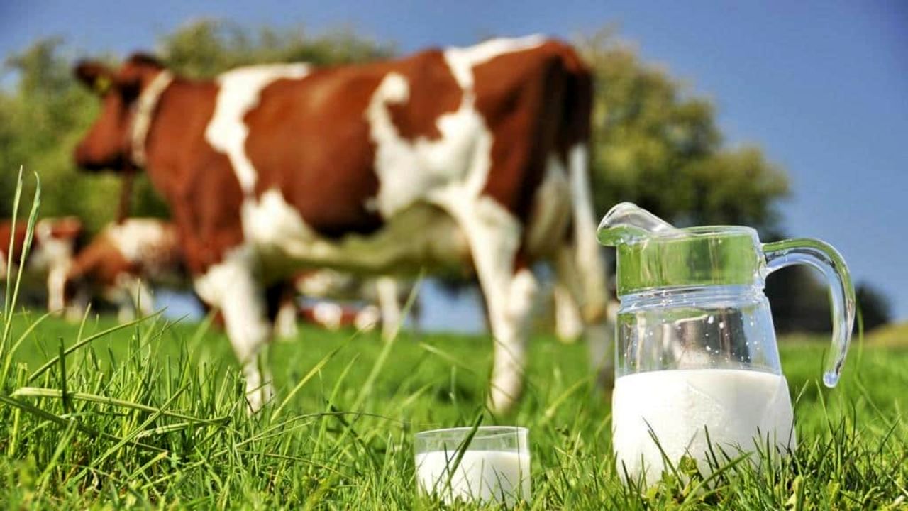 آغاز تخریب برندهای لبنی ایران در بازار صادراتی توسط رقبا/ فیلم صدا وسیما در کشورهای همسایه دست به دست می‌شود/ بازگشت 3 تا 5 هزار تن شیر به کارخانه‌های لبنی در یک روز