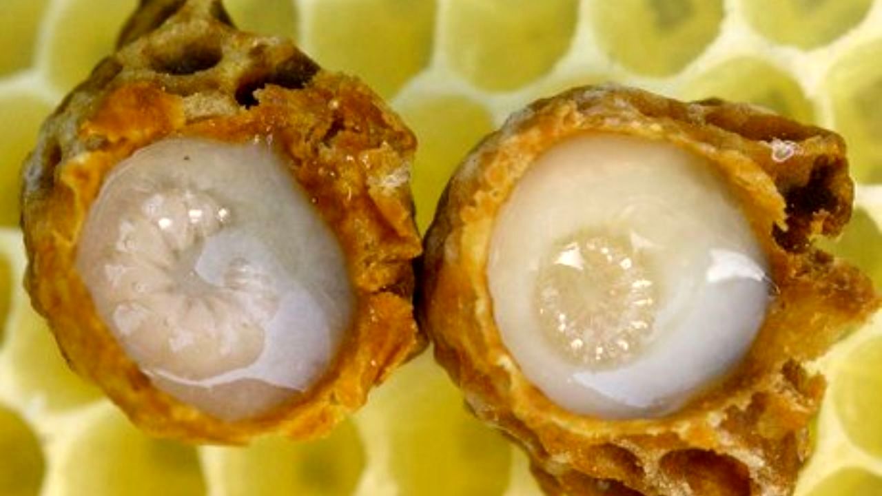 هر گرم از ژل رویال 25 هزار تومان قیمت دارد/ تولید 3400 کیلوگرم ژل رویال در کشور