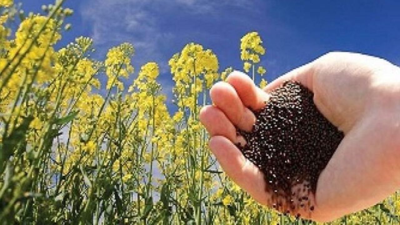 وابستگی به دانه‌های روغنی و کنجاله، ننگ بخش کشاورزی است