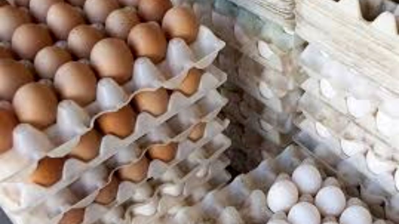 مردم نگران مرغ و گوشت برای شب عید نباشند