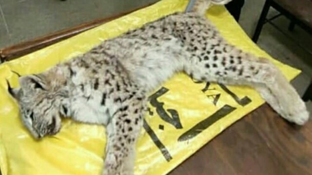 تلف شدن یک گونه نادر از گربه‌سانان در تصادف جاده‌ای