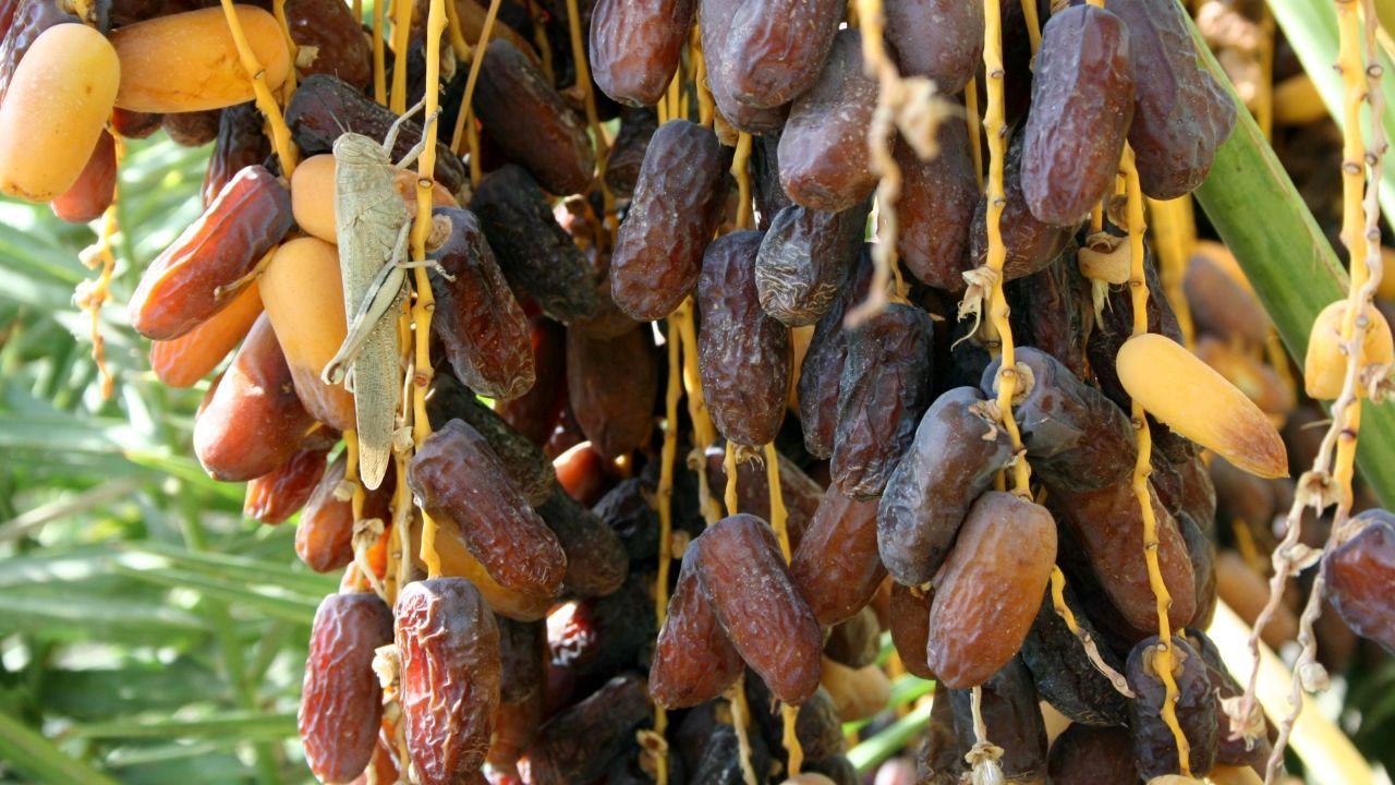 10 درصد خرمای جهان در ایران تولید می شود