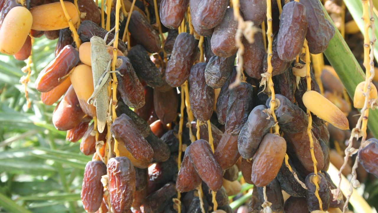 10 درصد خرمای جهان در ایران تولید می شود