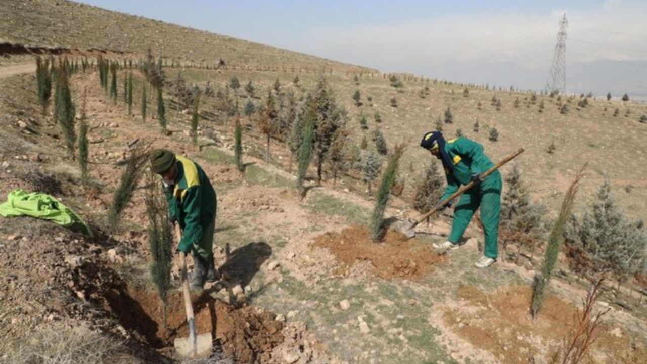 آغاز کاشت 15 هزار نهال در بوستان جنگلی سرخه حصار