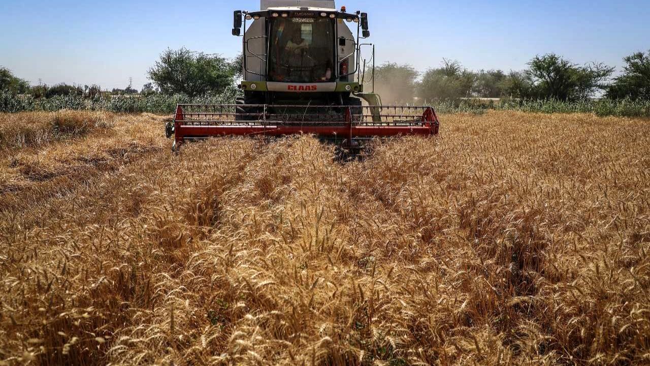 امکان خرید توافقی گندم توسط بخش غیر دولتی فراهم شد