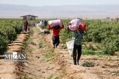 فصل برداشت گل محمدی