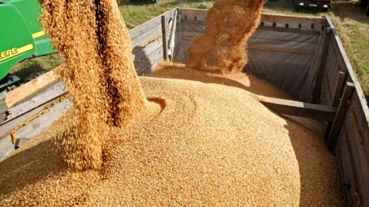 پول اولین محموله‌های گندم تحویلی کشاورزان پرداخت شد