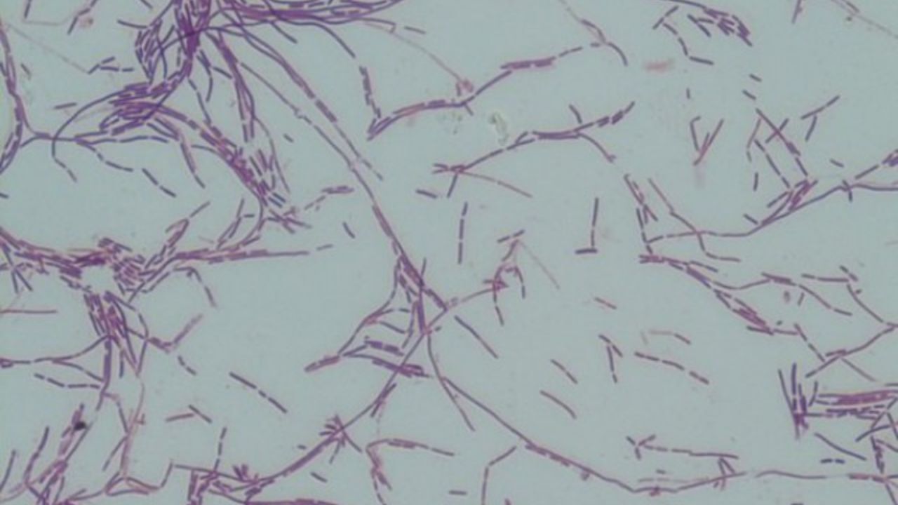 وقتی باکتری‌ها به سایبورگ تبدیل می‌شوند
