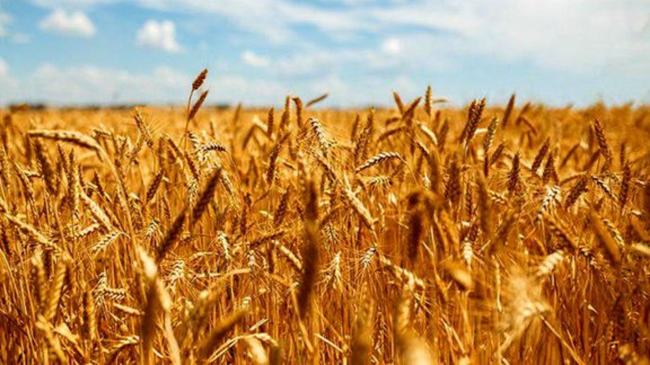 کیفیت گندم تولیدی در 10 سال اخیر بی نظیر است/ پیش بینی تولید 14 میلیون تن گندم