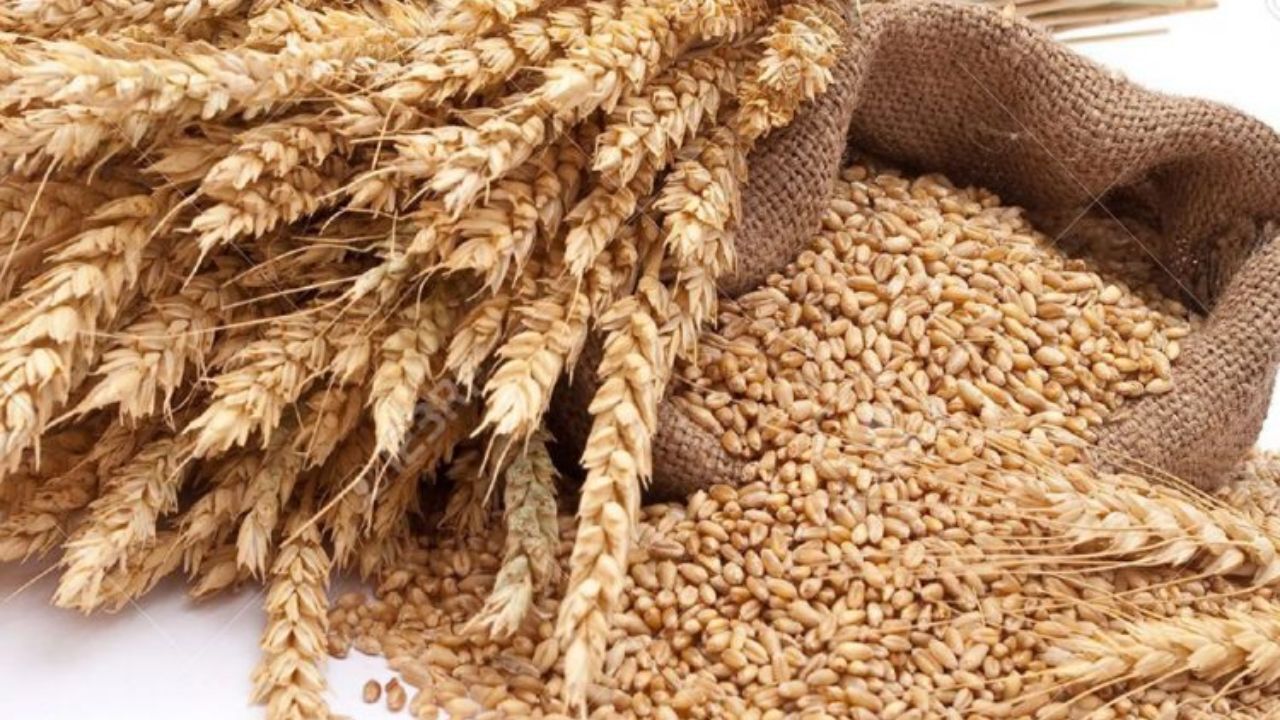 پرداخت 15 هزار میلیارد ریال از مطالبات گندم کاران