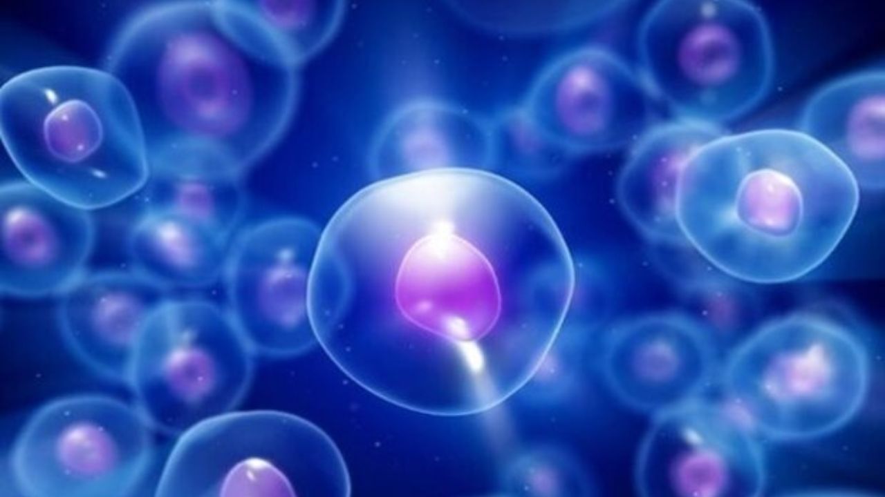 درمان نوزاد 6 روزه با پیوند سلول‌های بنیادی