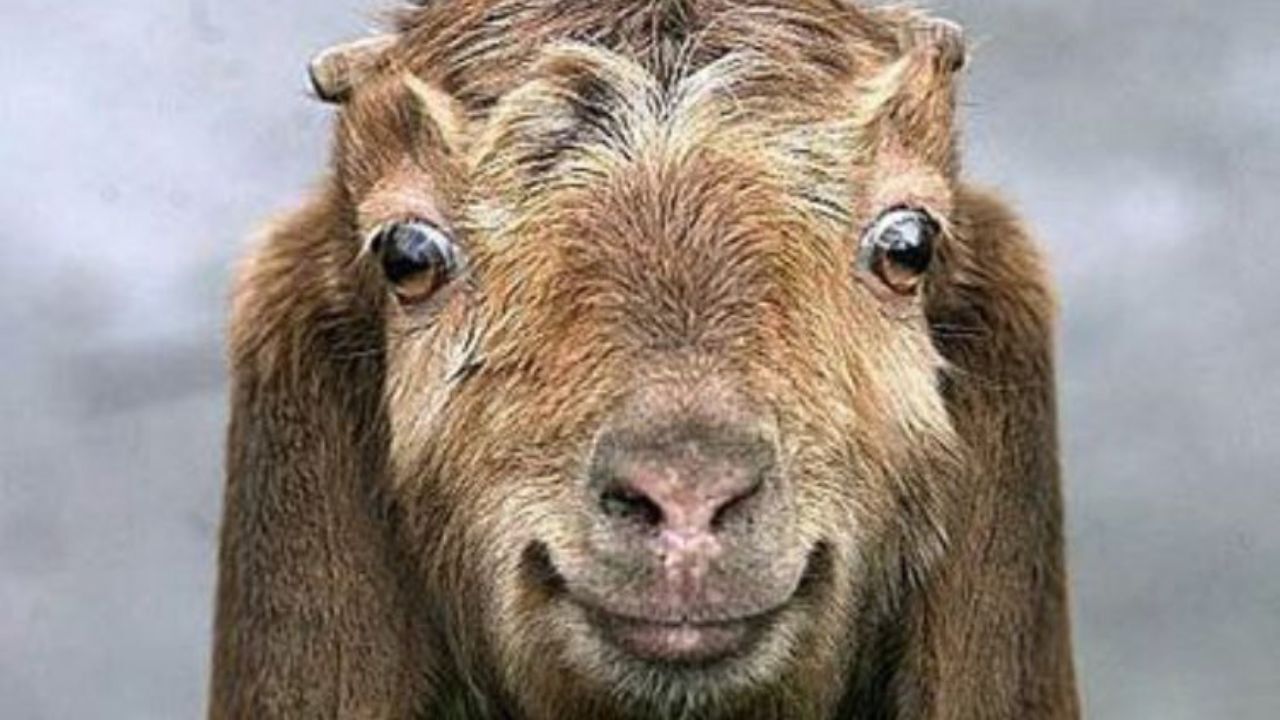 دور دنیا| بزها زبان انسان را می‌فهمند؟