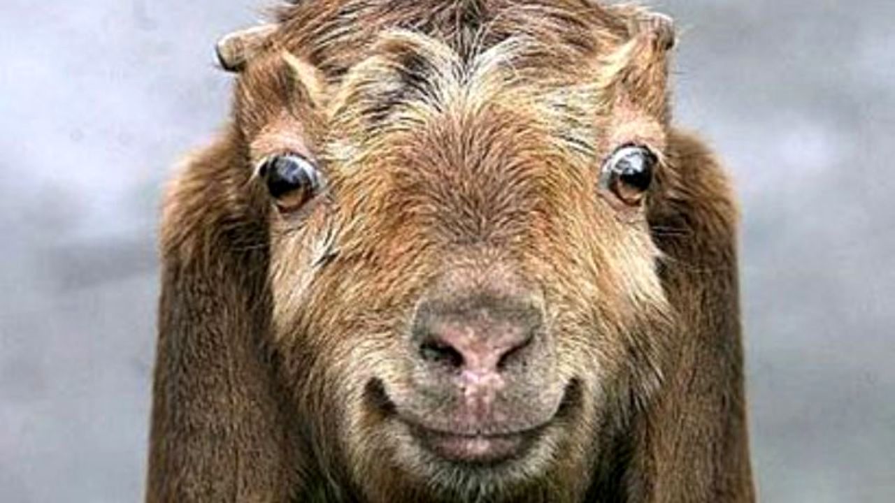دور دنیا| بزها زبان انسان را می‌فهمند؟