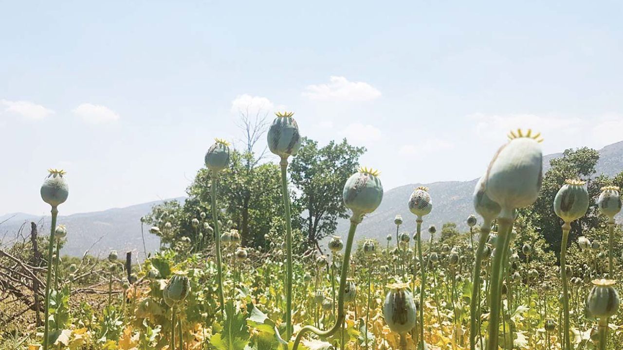 کشت «خشخاش» زیر پای زاگرس+عکس