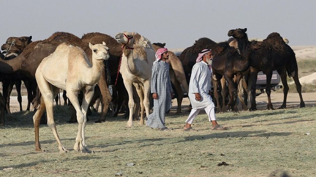 دور دنیا| بیمارستان شتر در عربستان دایر شد