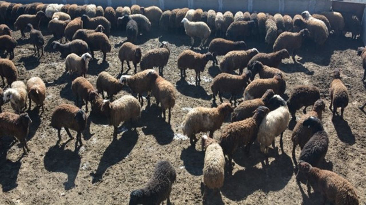 90 درصد تولیدات دام و طیور توسط تعاونی‌ها انجام می‌شود