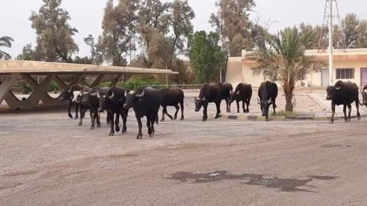 دور دنیا| استانداری بصره ناقضان قرنطینه را به مرگ تهدید کرد