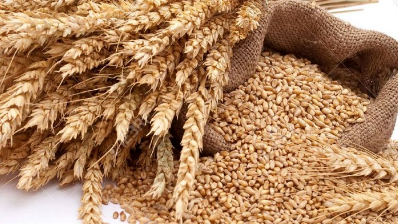لزوم بازنگری در سیاست‏‌های خودکفایی گندم + عکس