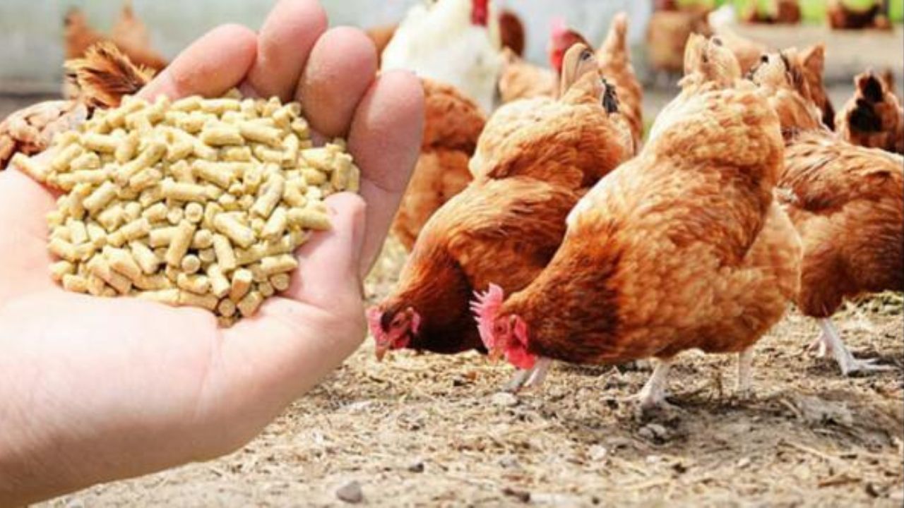 دست‌های پنهانی که روباری را به چهار برابر قیمت به مرغداران می‌فروشند