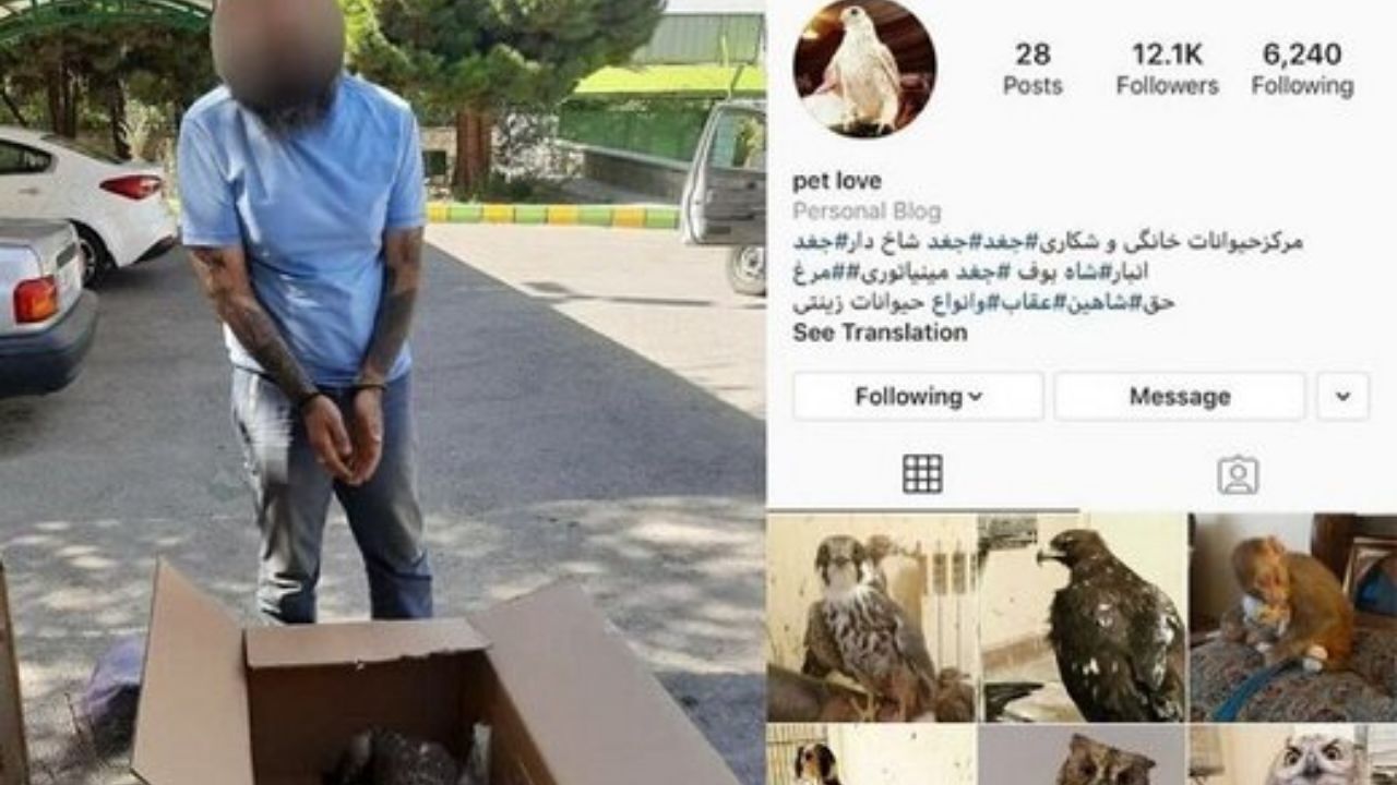 قاچاقچی حیوانات در فضای مجازی، به دام افتاد