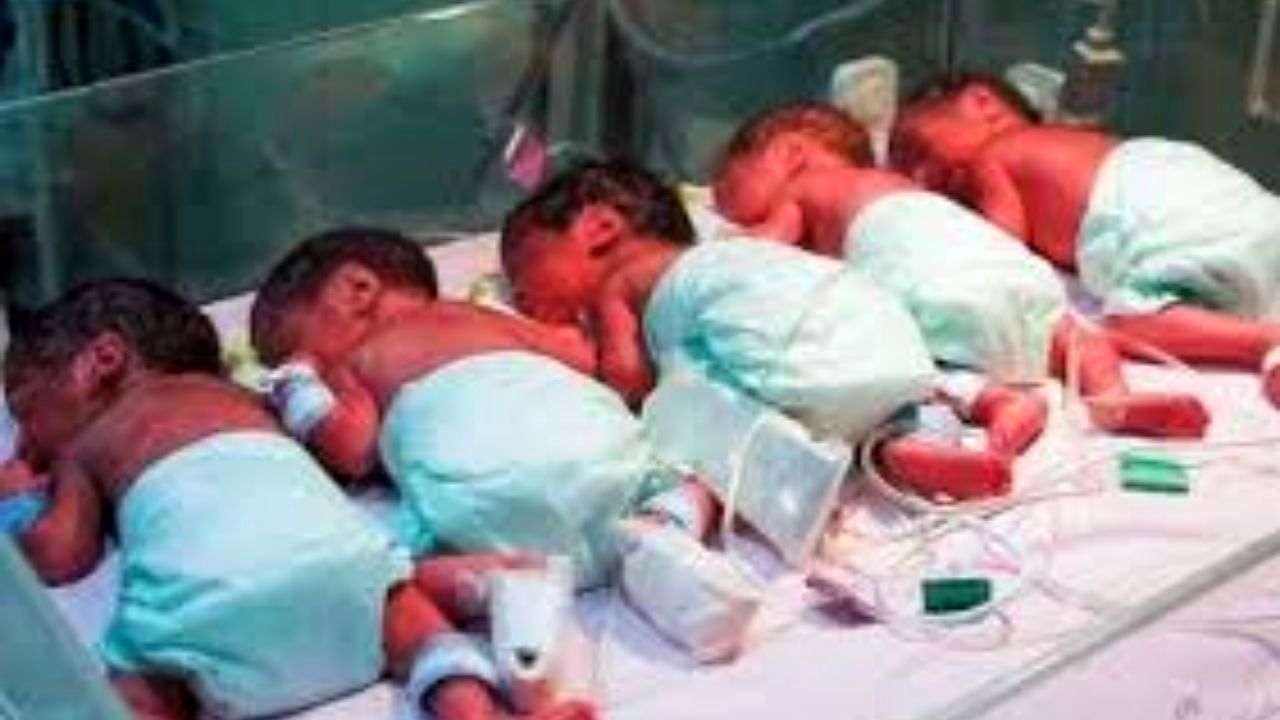 شیرخشک 6 قلوهای البرزی تامین می‌شود