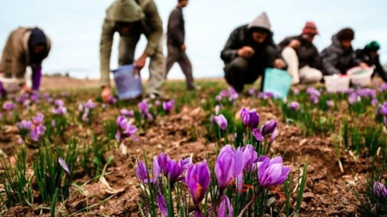 برداشت نوبرانه زعفران از 20 مهر آغاز می‌شود