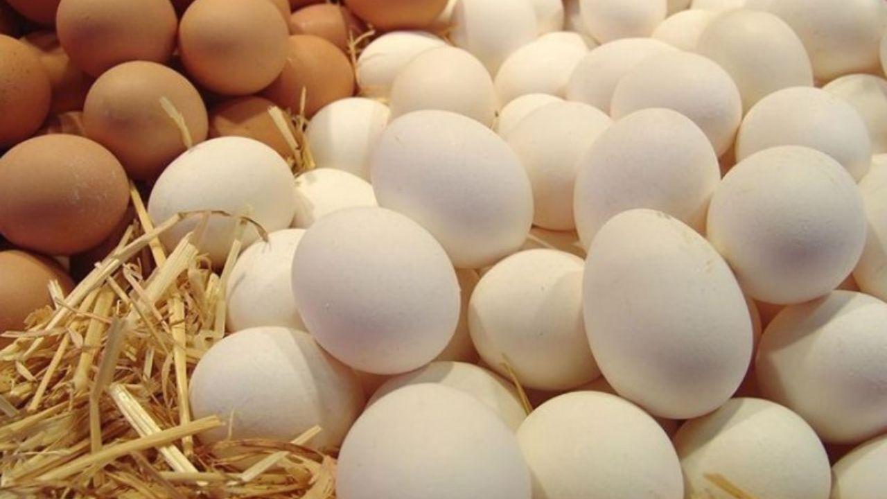 قیمت تخم مرغ چرا به اوج رسید؟