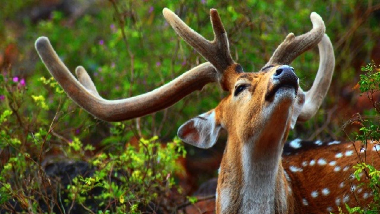 خطر انقراض، بیخ گوش گوزن زرد ایرانی